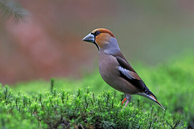 BUITEN BEELD Foto: 450697