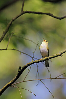BUITEN BEELD Foto: 450704
