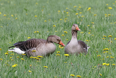 BUITEN BEELD Foto: 450707