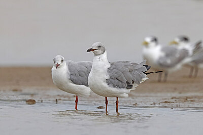 BUITEN BEELD Foto: 450709
