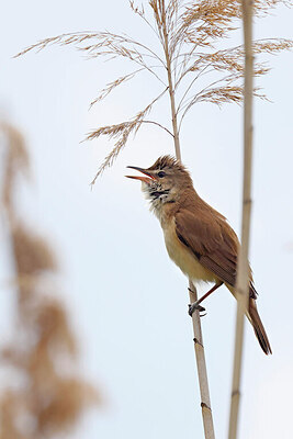 BUITEN BEELD Foto: 450710