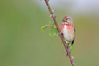 BUITEN BEELD Foto: 450716