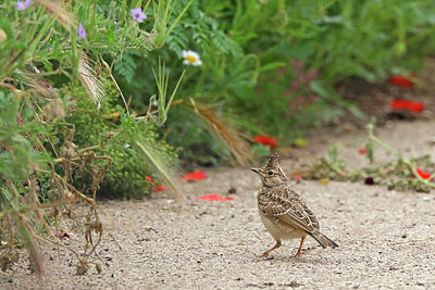 BUITEN BEELD Foto: 450720