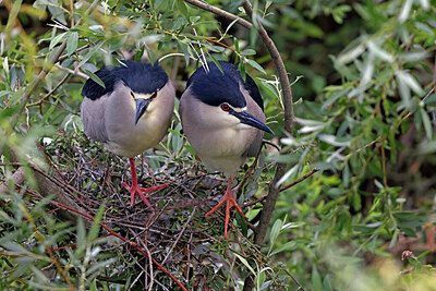 BUITEN BEELD Foto: 450721