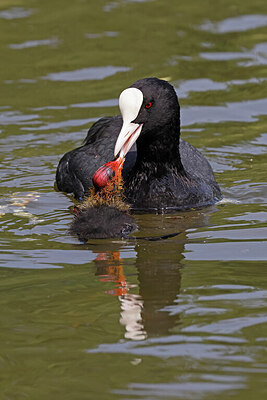 BUITEN BEELD Foto: 450722