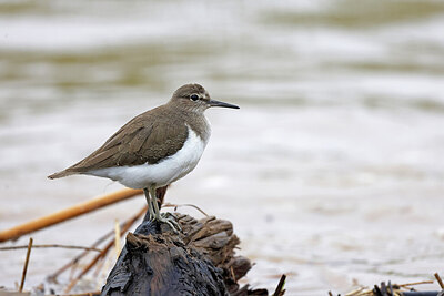 BUITEN BEELD Foto: 450726