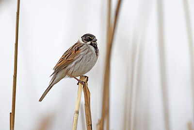 BUITEN BEELD Foto: 450730