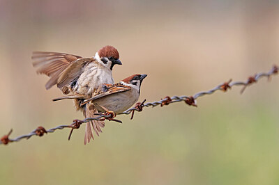BUITEN BEELD Foto: 450731