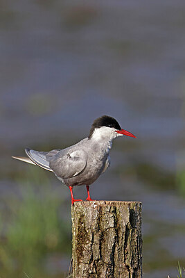BUITEN BEELD Foto: 450733