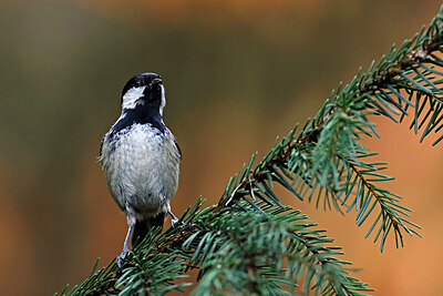 BUITEN BEELD Foto: 450734