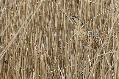 BUITEN BEELD Foto: 450735