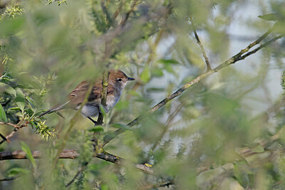 BUITEN BEELD Foto: 450736