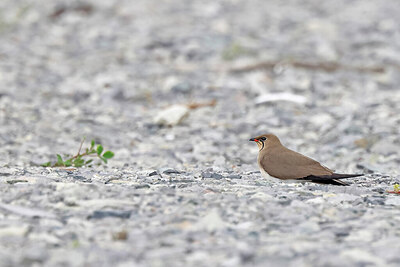BUITEN BEELD Foto: 450737