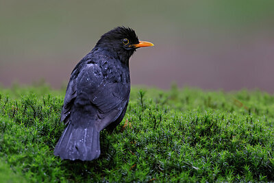 BUITEN BEELD Foto: 450738