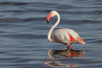 BUITEN BEELD Foto: 450739