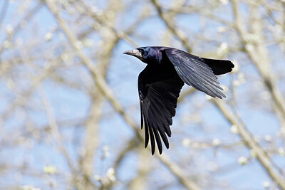 BUITEN BEELD Foto: 450742