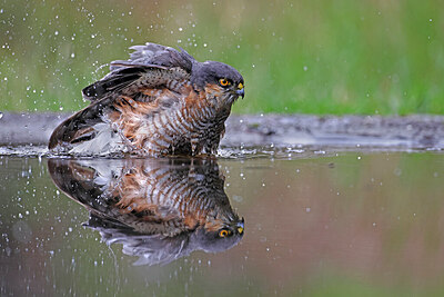 BUITEN BEELD Foto: 450743