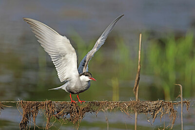BUITEN BEELD Foto: 450745