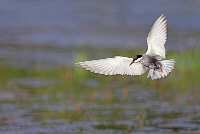 BUITEN BEELD Foto: 450746