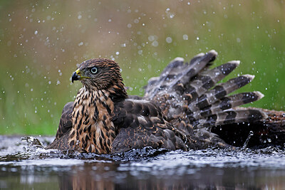 BUITEN BEELD Foto: 450748