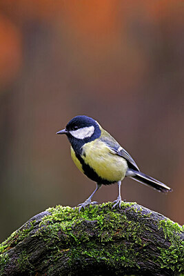 BUITEN BEELD Foto: 450750