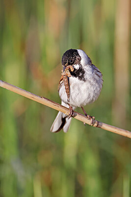 BUITEN BEELD Foto: 450751