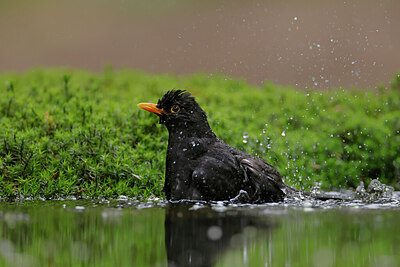 BUITEN BEELD Foto: 450752
