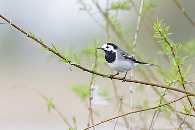 BUITEN BEELD Foto: 450754