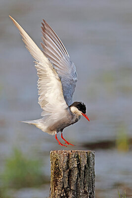 BUITEN BEELD Foto: 450756