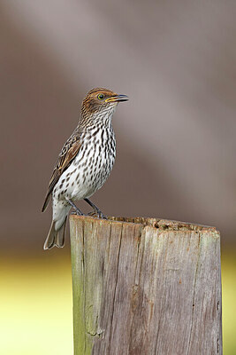 BUITEN BEELD Foto: 450759