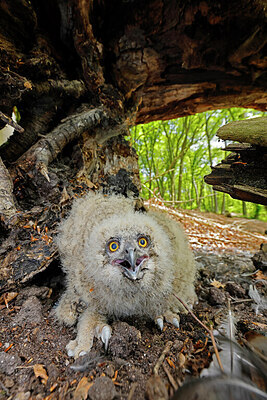 BUITEN BEELD Foto: 450760