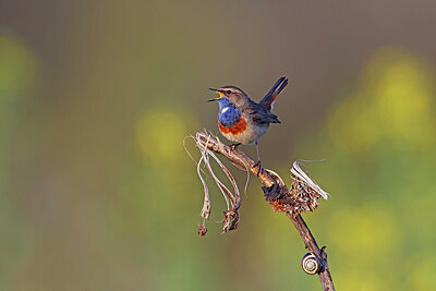 BUITEN BEELD Foto: 450761