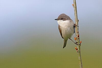 BUITEN BEELD Foto: 450765