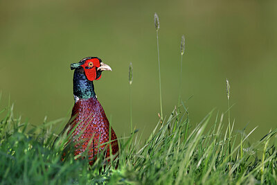 BUITEN BEELD Foto: 450767