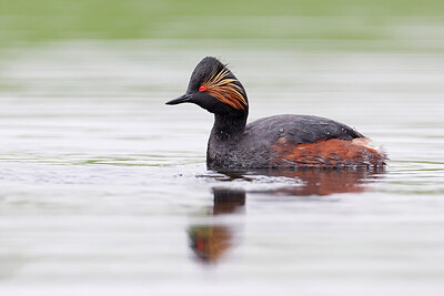 BUITEN BEELD Foto: 450770