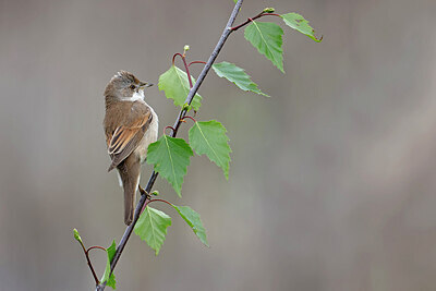 BUITEN BEELD Foto: 450772