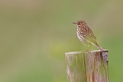 BUITEN BEELD Foto: 450773