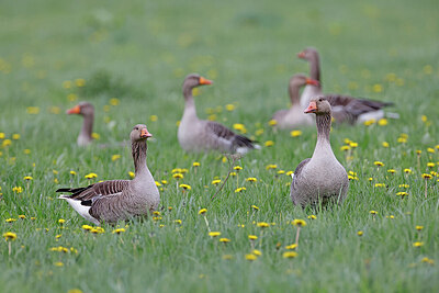 BUITEN BEELD Foto: 450774