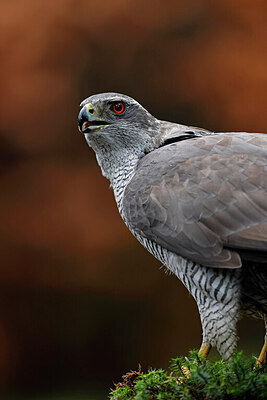 BUITEN BEELD Foto: 450779