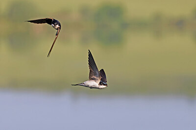 BUITEN BEELD Foto: 450782