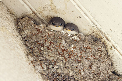 BUITEN BEELD Foto: 450783