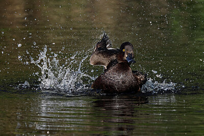 BUITEN BEELD Foto: 450786