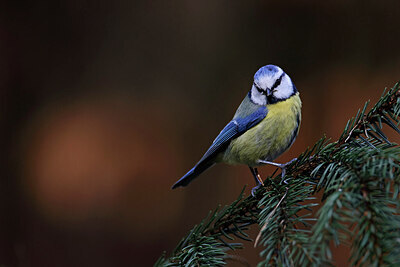 BUITEN BEELD Foto: 450789