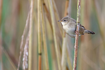 BUITEN BEELD Foto: 450790
