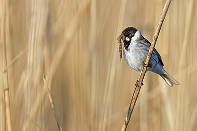BUITEN BEELD Foto: 450793