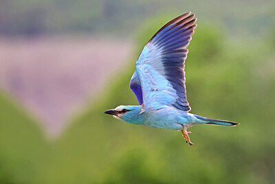 BUITEN BEELD Foto: 450794