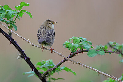 BUITEN BEELD Foto: 450795