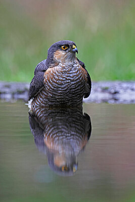 BUITEN BEELD Foto: 450796