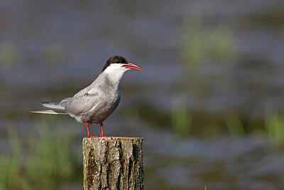 BUITEN BEELD Foto: 450799