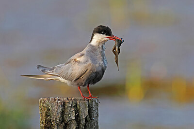 BUITEN BEELD Foto: 450800